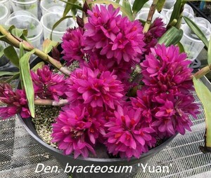 ◇◇洋蘭◇◇ Den. bracteosum 