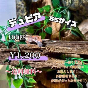 デュビアssサイズ、100匹