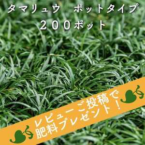 タマリュウ 玉竜 ポットタイプ 5芽立以上 200株 約2から8平米分 産地直送 グランドカバー 常緑多年草 下草 地被植物