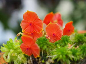 01/19 Lepanthes.telipogoniflora ステム２本＋蕾！！ 熱帯植物人気種 レパンテス 洋蘭 原種 テラリウム パルダリウム