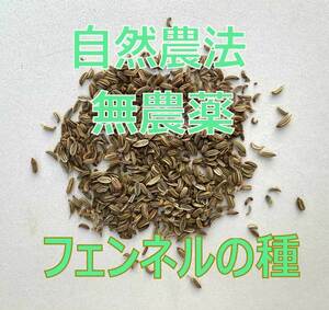 【送料無料】無農薬　フェンネルの種　10g　フェンネルシード　2024年8月収穫　ウイキョウ　茴香