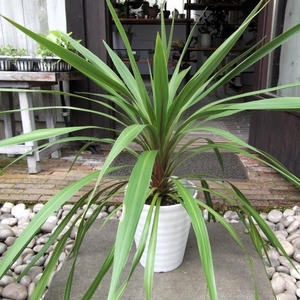 現物出品【コルジリネ・オーストラリス・ペコ＊Cordyline australis Peko】７号　