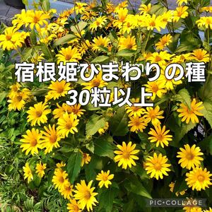 ヘリオプシス 姫ひまわり 花の種