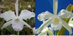 T♪洋蘭　　Cattleya purpurata x sib.(mandaiana x alba`Yoko