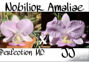 C. nobilior v. amaliae ‘Perfection’ x ‘JJ’ 2