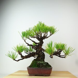 盆栽 松 黒松 樹高 約30cm くろまつ Pinus thunbergii クロマツ マツ科 常緑針葉樹 観賞用 現品