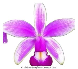 洋蘭カトレア原種（オリジナル株）C.violacea fma.flamea‘Amazon Gem’ sp-c339