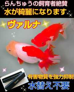 らんちゅう飼育者絶賛【ヴァルナミニ23センチ】有害物質を強力抑制！病原菌や感染症を防ぎ透明度が抜群に☆水槽に入れるだけ☆水替え不要に