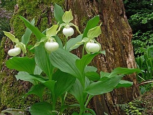 V11●山野草洋蘭原種Cypri.ベントリコーサム白花、醉白（花芽1）