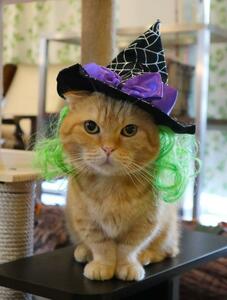 1点のみ猫犬　ハロウィーン　飾り帽子　魔女の帽子緑かつら付き