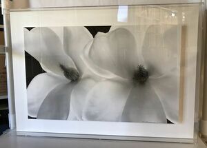 【美術】WHITE FLOWERS　フォトパネル　荒川弘之　美品