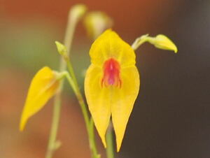 01/19 Lepanthes.guatemalensis yellow ステム６本に蕾！！ 熱帯植物人気種 レパンテス 洋蘭 原種 テラリウム パルダリウム ビバリウ