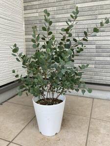 超レアなハート型葉っぱのユーカリ『ウェブステリアナEucalyptus websteriana』の苗 樹高は約５７㎝（鉢底から）