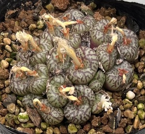 コノフィツム　Conophytum obcordellum “conspicuum” Holbak SH ① 