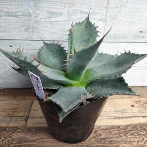 アガベ パラサナ agave parrasana ■ 多肉植物 ■ 12cm鉢 ■ 多肉植物 チタノタ 特選優良株