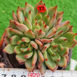 1202発送-R077 コタロウ エケベリア 多肉植物 韓国苗