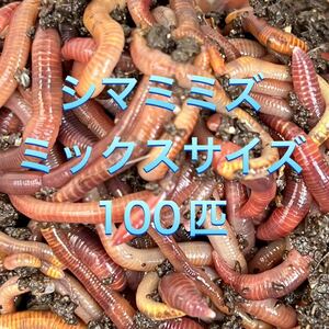 シマミミズ ミックスサイズ100匹