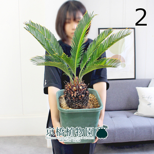 【現品】金冠蘇鉄/キンカンソテツ 班入り 8号 緑角鉢（2）Cycas revoluta