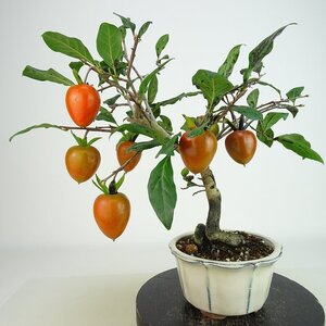 盆栽 老爺柿 紅富士 樹高 約24cm ろうやがき Diospyros rhombifolia ロウヤガキ 実物 雌木 カキノキ科 落葉～半落葉樹 観賞用 現品