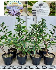 【斑入沈丁花　白花　花芽有　8鉢セット　5号　現品　送料無料】