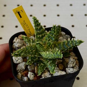 タグ付TCT アロエ Starry Night 多肉植物 Aloe hybrid 