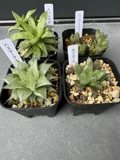 多肉植物抜き苗ハオルチア4種