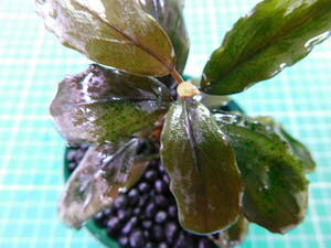 ◎水中栽培TN251-1　 (自家栽培）水草　ブセファランドラ　Bucephalandra sp. Red Serenade Round①