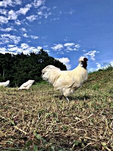 東京烏骨鶏の卵　烏骨鶏　ニワトリ　放し飼い有精卵（食用可）送料無料　4個セット