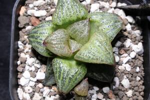 青蟹　Haworthia　ハオルチア　高芽つき希少