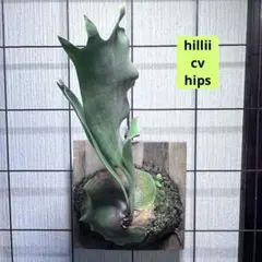 hillii cv hips ヒリーヒップス　ヒリー　ビカクシダ