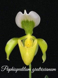 洋蘭　Paph.原種THO-2690 Paph.gratrixianum album （写真の花です）原産地由来株