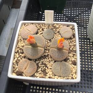 種子30粒　リトープス　ファリノーサ　Lithops farinosa