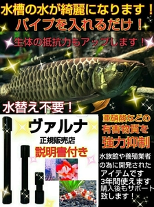 アロワナの飼育者が絶賛！水槽の水が綺麗になります【ヴァルナ23センチ】透明度がアップし有害物質を強力抑制！生体が活性化！水替え不要に