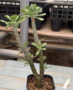 セダム　Sedum torulosm（4枚目見本株）