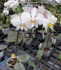 ◎洋蘭◎ Phal. philippinensis × sib