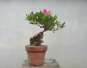 小品　根上がり　さつき盆栽　　◆紫竜の誉◆　　鉢　　　３号深