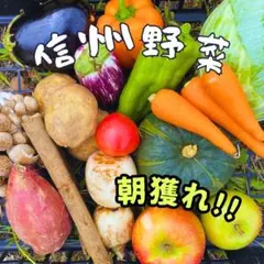 信州産 朝採れ♪ 秋の野菜 と 果物 詰め合わせ セット #m