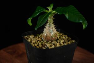 3パキポディウム　ウィンゾリー　Windsorii コーデックス　良型　塊根植物　実生1