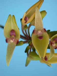 T♪洋蘭　Bulbophyllum blepharistes 洋ラン