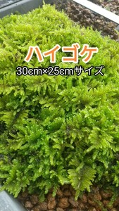 ハイゴケ(這苔)30×25cmサイズ★盆栽・植木周りに補充・テラリウム素材・おてがる配送ネコポス便