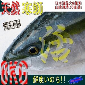 【鮮度抜群】「天然ブリ8-9kg」山陰境港、朝どれ直送！！