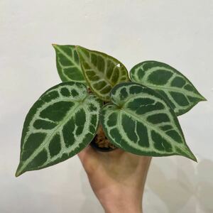 ［Pof］Anthurium Red Crystalinum select indonesia seeding アンスリウム・レッドクリスタリナム・インドネシアセレクト・実生