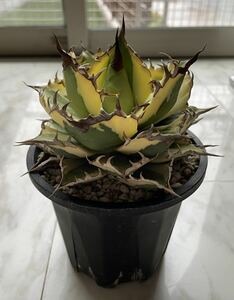 鉢のまま発送 スナグルトゥース 暴牙 アガベ チタノタ agave 台湾株 検索用清櫻 大白鯊 皇冠 悪魔くん SAD 白犀牛