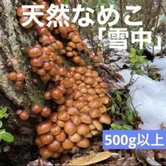 【山形県産】雪中なめこ・極上つぼみ‼️その424