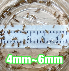 1000匹 SSSサイズ(4mm～6mm) ヨーロッパイエコオロギ リピーター様増量20％＋死着[保証]10%　宅急便発送