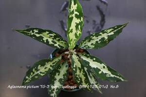 【イベント告知！】HW便！Aglaonema pictum 