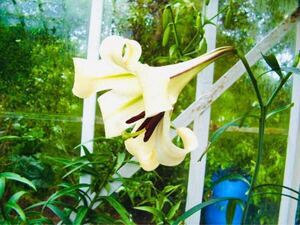 【幻のユリ】ハカタユリ 博多百合 Lilium brownii var. viridulum 開花球 球根 [山野草 ヤマユリ ヒガンバナ シクラメン クンシラン] A