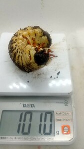 【千葉発】レックスゾウカブト ３令幼虫 101.0g ■ アクティオン レックス ■■ 即決 早い者勝ち ■■その１