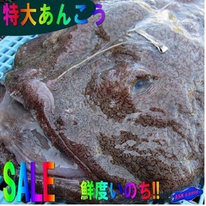 山陰境港産「あんこう1尾7.1kg」．．．料亭の味をご自宅で