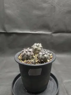 選抜　Copiapoa　コピアポア グリセオビオラセア　栗星玉　3株セット